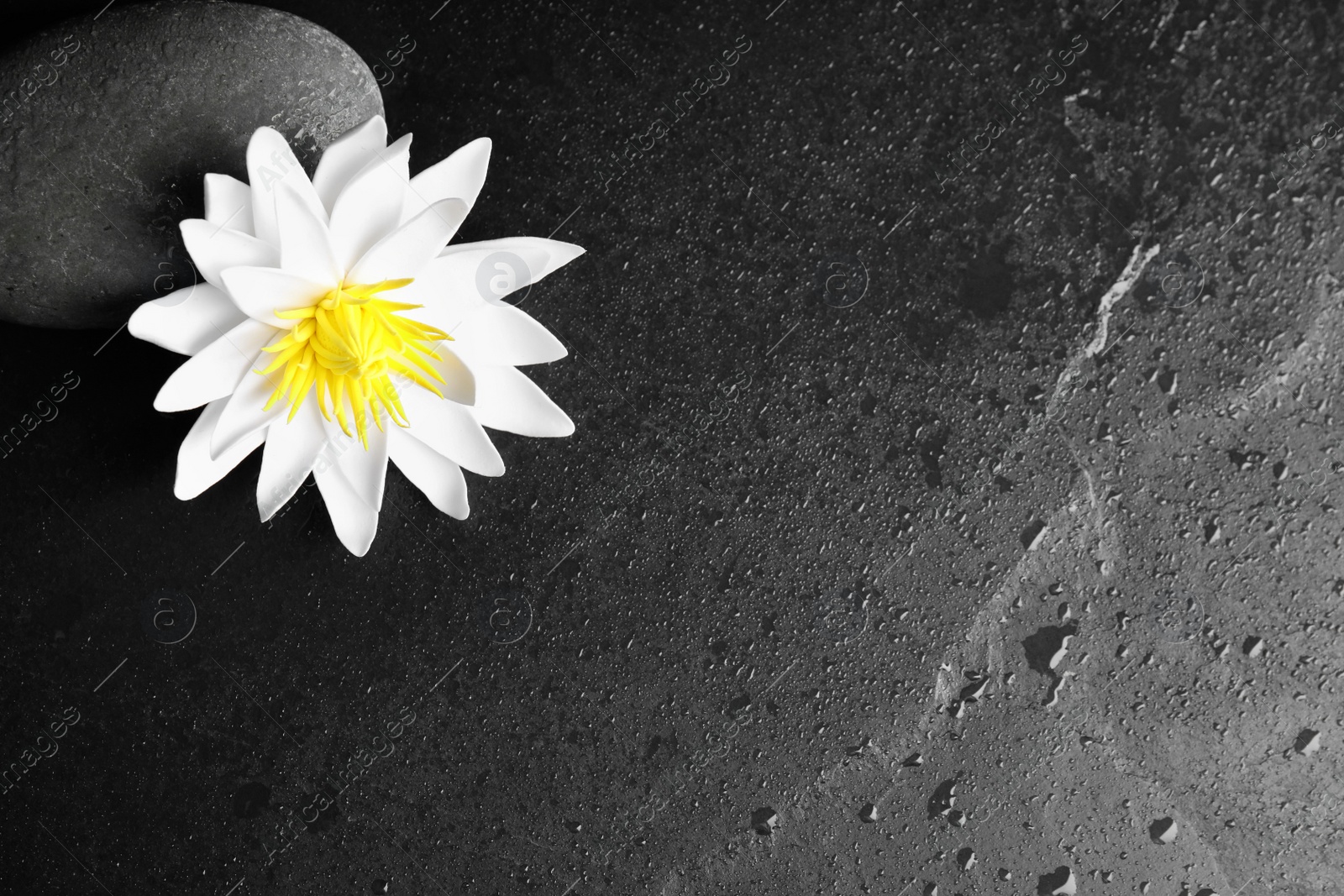 Photo of Stone, lotus flower and space for text on wet black background, flat lay. Zen lifestyle