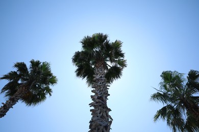 Photo of Beautiful palm trees with green leaves against blue sky, low angle view