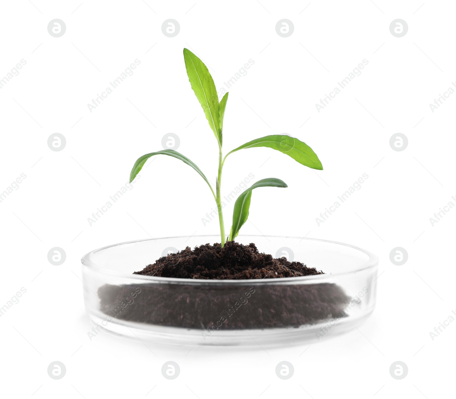 Photo of Green plant with soil in Petri dish isolated on white. Biological chemistry