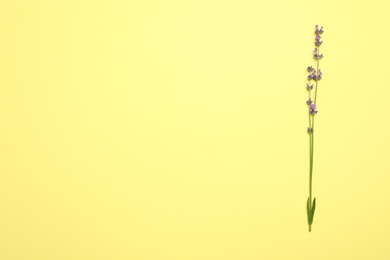 Beautiful lavender flowers on yellow background, top view. Space for text