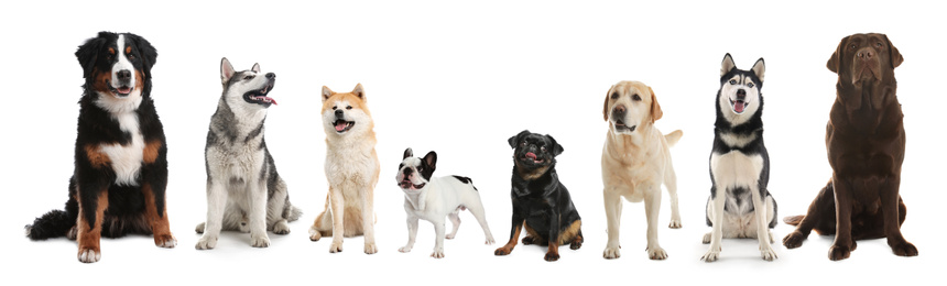 Collage with different dogs on white background. Banner design