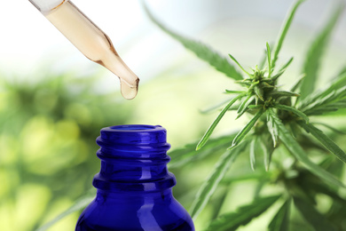 Image of Hemp oil and plant on background. Space for text