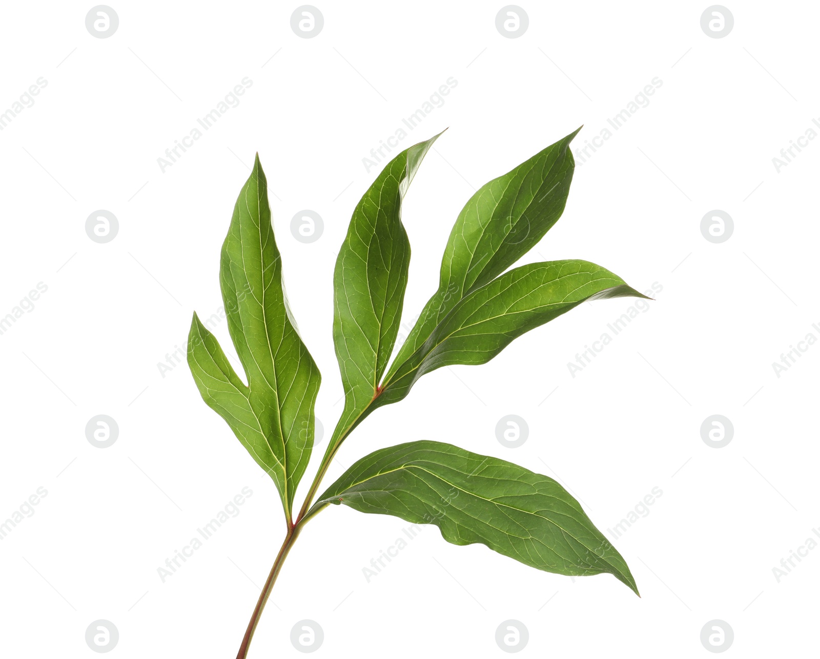 Photo of Fresh green peony leaves on white background