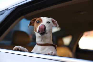 Photo of Cute Jack Russel Terrier peeking out car window
