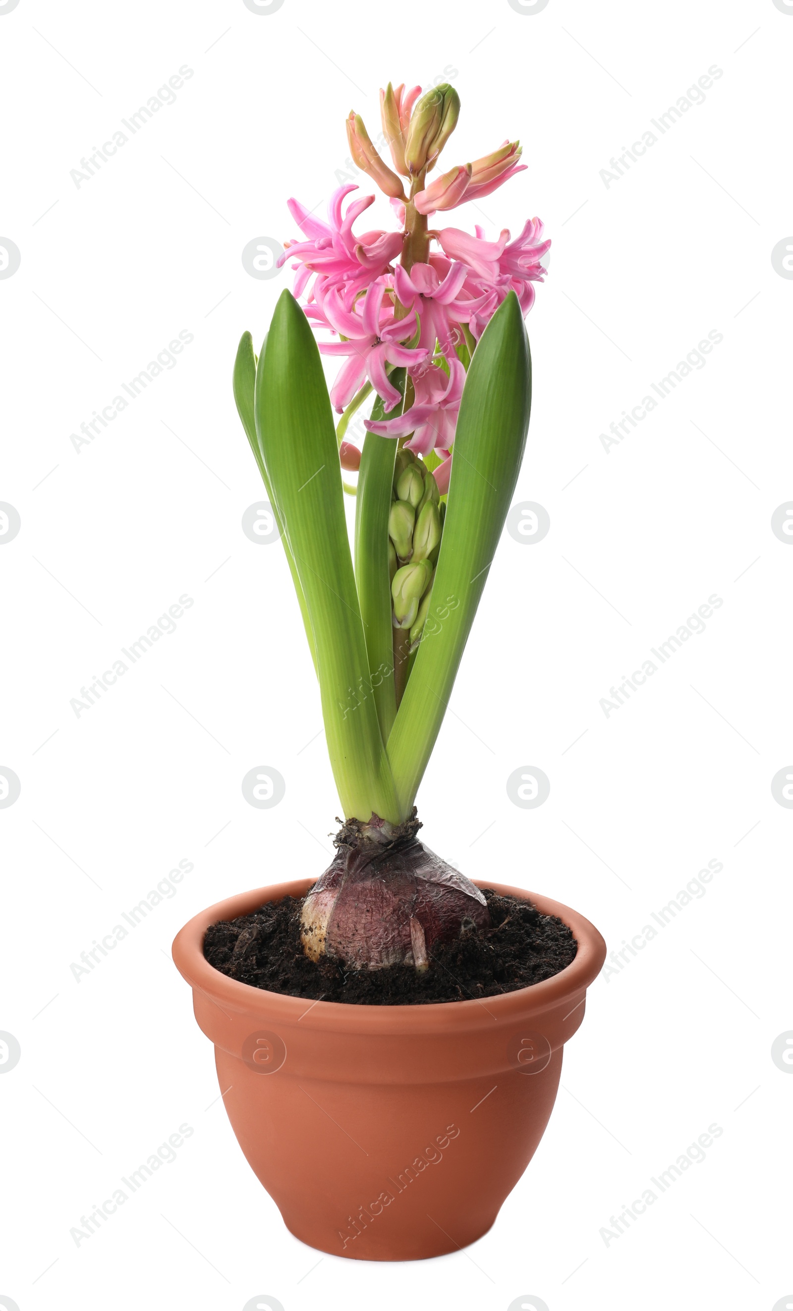 Photo of Beautiful potted hyacinth flower isolated on white