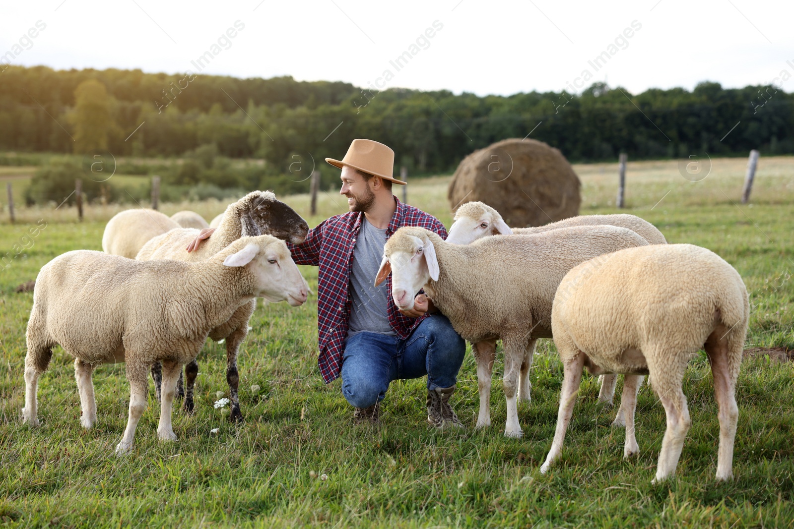 Photo of Smiling man with sheep on pasture at farm