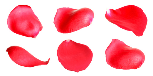 Fresh red rose petals on white background