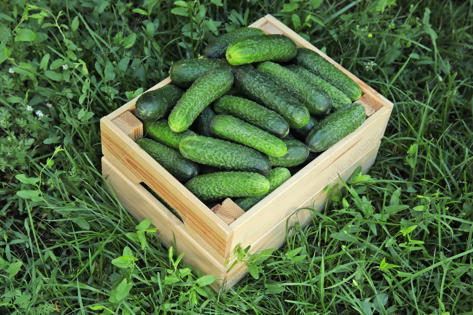 Photo of Wooden crate with ripe fresh cucumbers on green grass