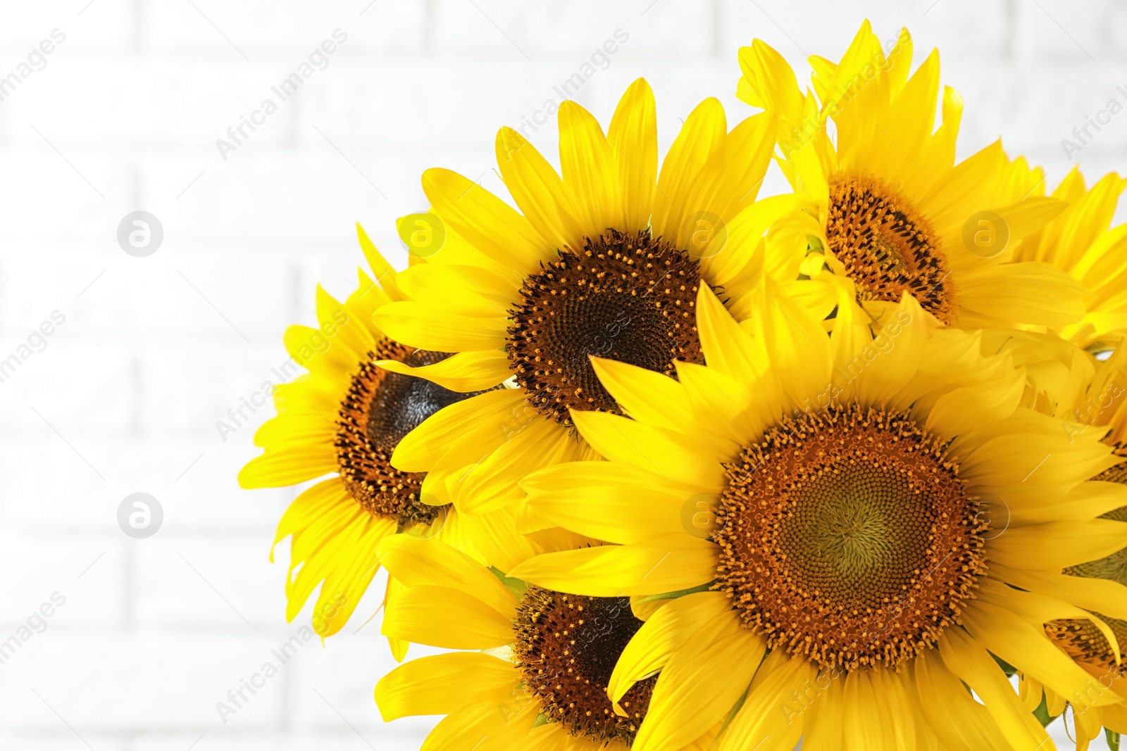 Photo of Bouquet of beautiful yellow sunflowers on light background