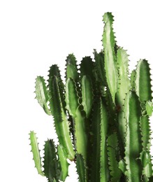 Photo of Beautiful cactus on white background. Tropical plant