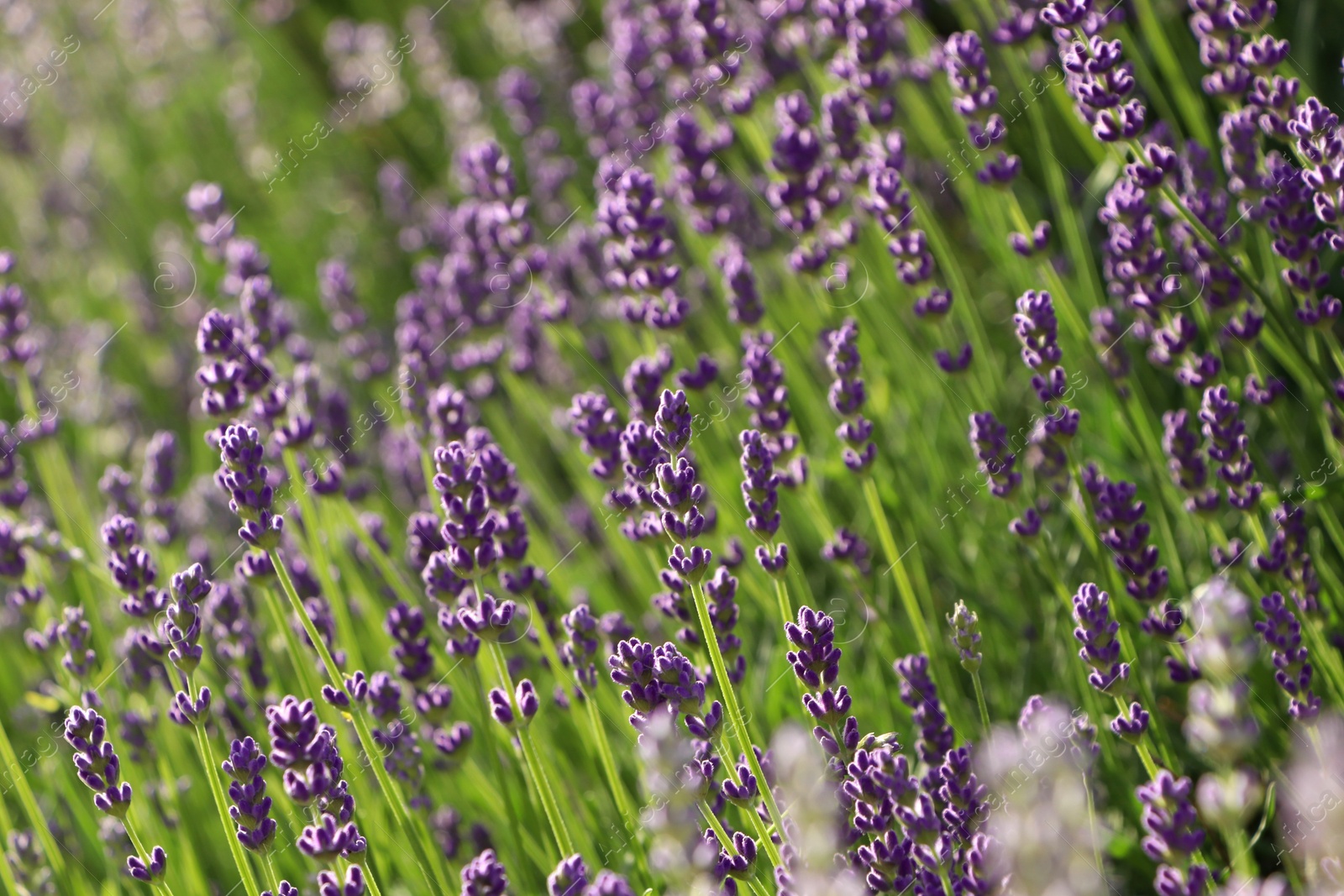 Photo of Beautiful blooming lavender plants in field on sunny day, closeup