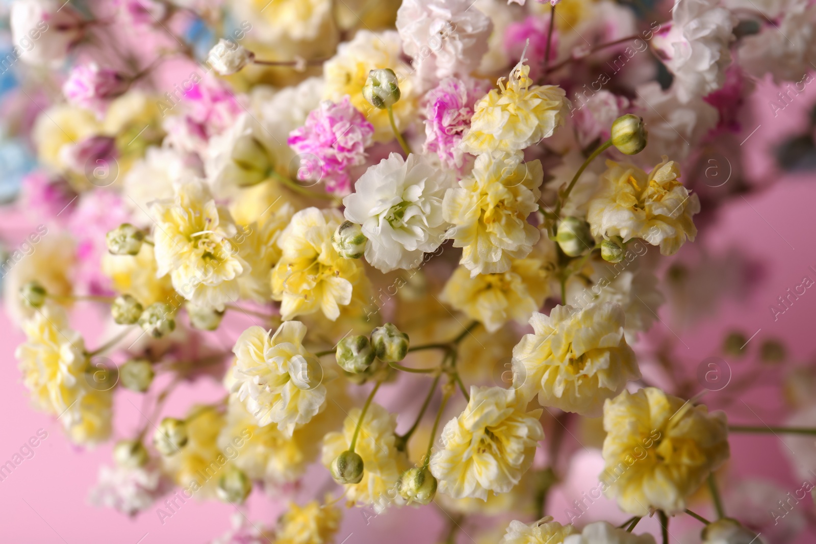 Photo of Beautiful dyed gypsophila flowers on pink background, closeup