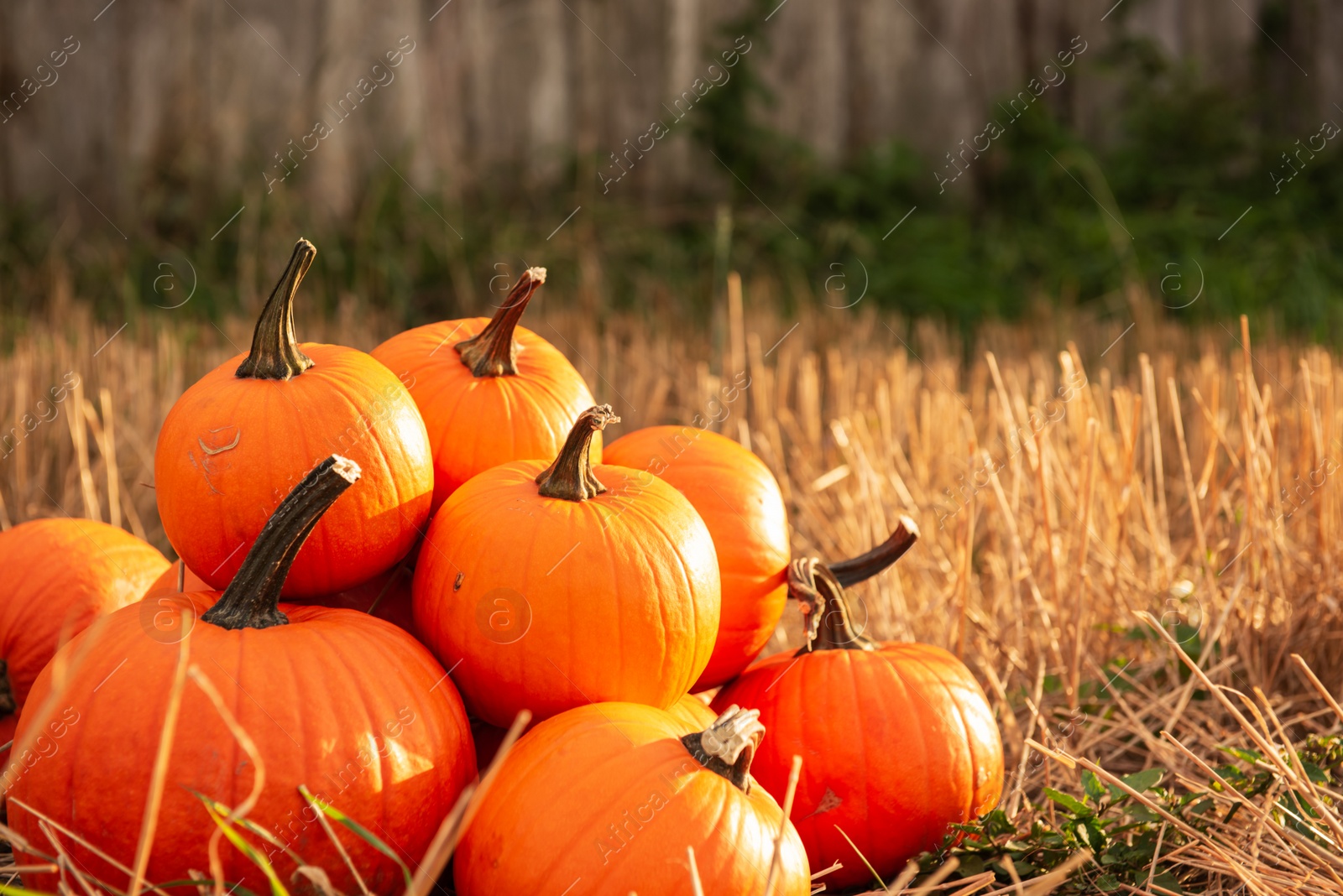 Photo of Ripe orange pumpkins in garden. Space for text