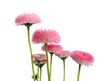 Photo of Beautiful blooming daisies against white background. Spring flowers