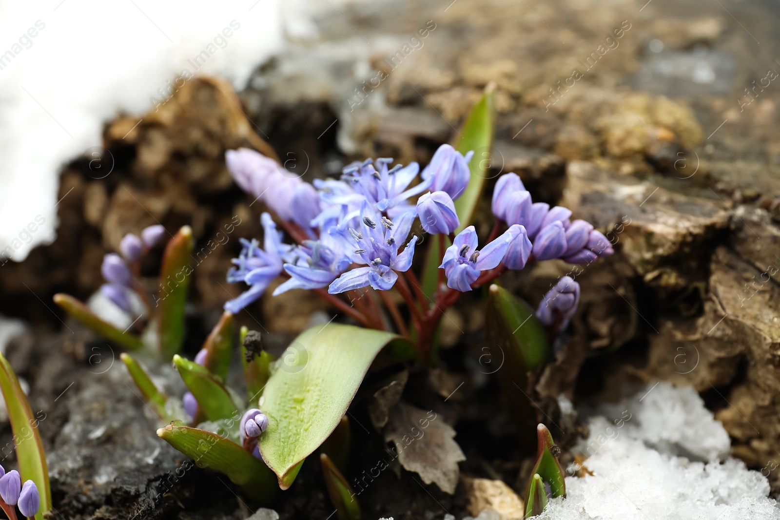 Photo of Beautiful lilac alpine squill flowers growing outdoors