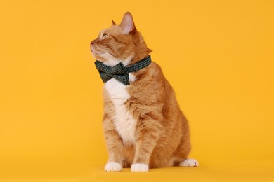 Photo of Cute cat with bow tie on yellow background