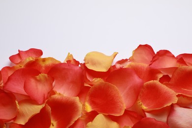 Photo of Beautiful fresh rose petals on white background