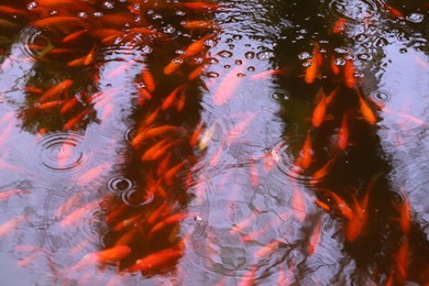 Many beautiful golden fishes swimming in pond