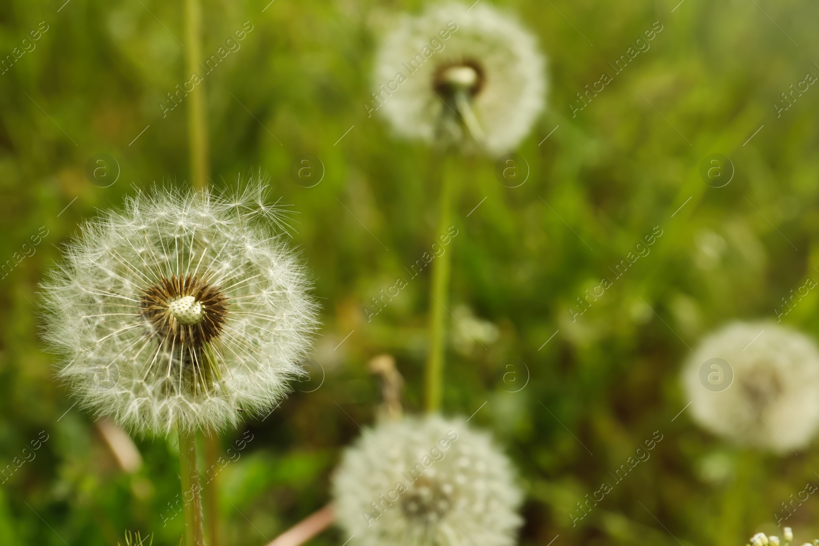 Photo of Beautiful fluffy dandelions growing outdoors, closeup view