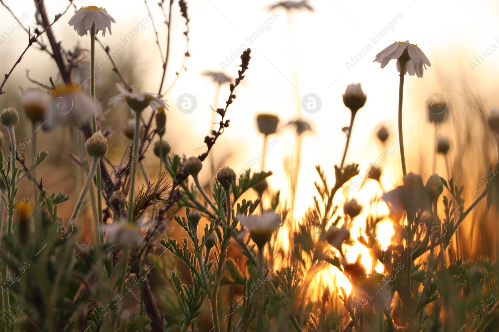 Photo of Beautiful chamomile flowers growing in spring meadow, closeup