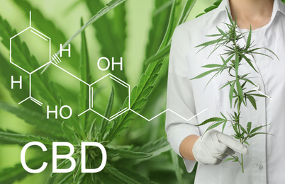 Image of Scientist with hemp plant on green background, closeup. CBD formula