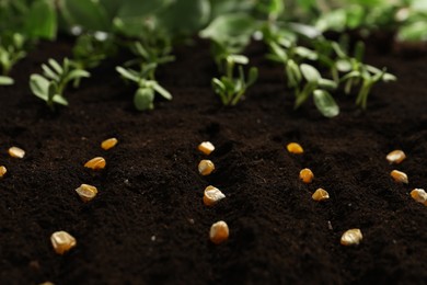 Corn seeds in fertile soil. Vegetables growing