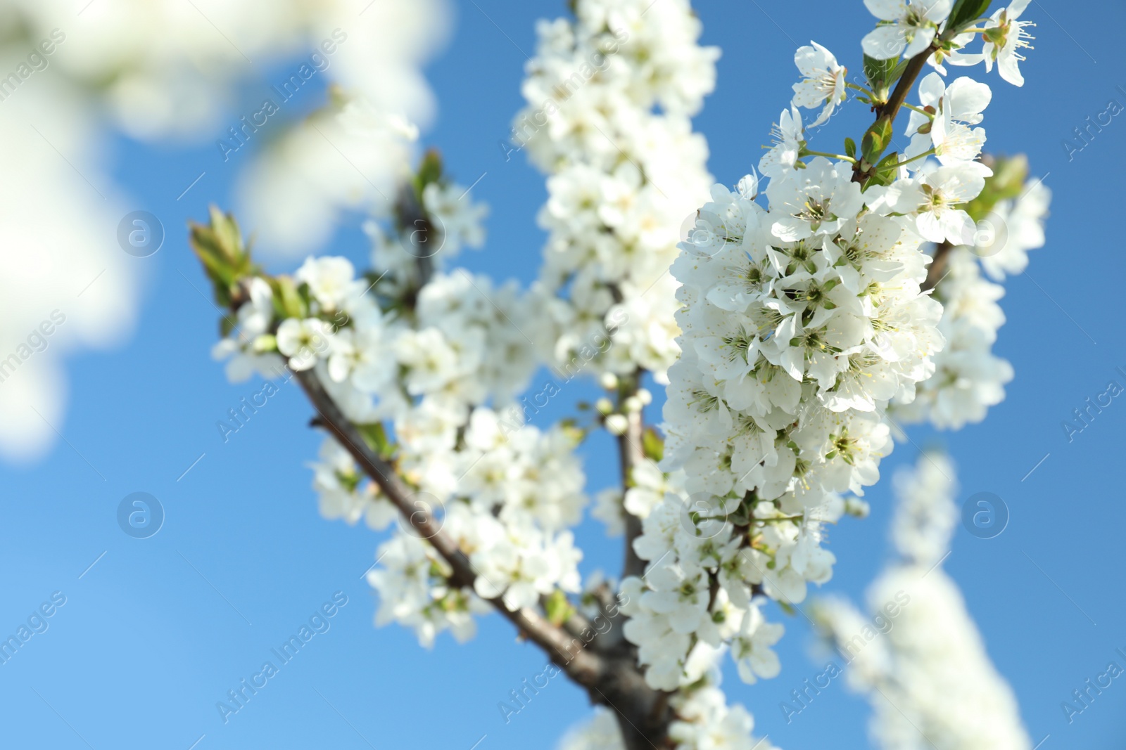 Photo of Branches of blossoming cherry plum tree against blue sky, closeup