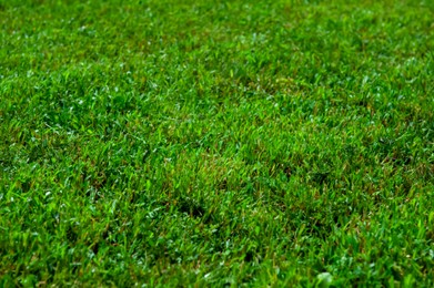 Photo of Beautiful lawn with green grass as background, closeup