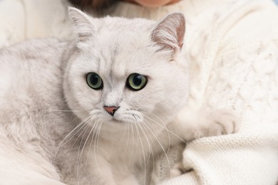 Photo of Adorable white British Shorthair cat with his owner, closeup. Cute pet