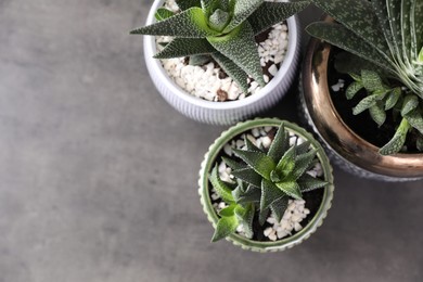 Beautiful potted houseplants on grey background, flat lay. Space for text