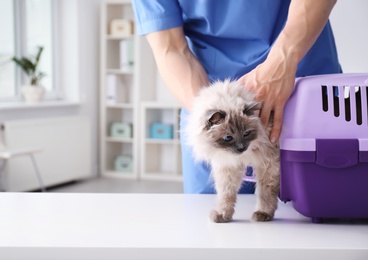 Photo of Young veterinarian with cat in clinic