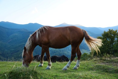Beautiful horse grazing on meadow in mountains