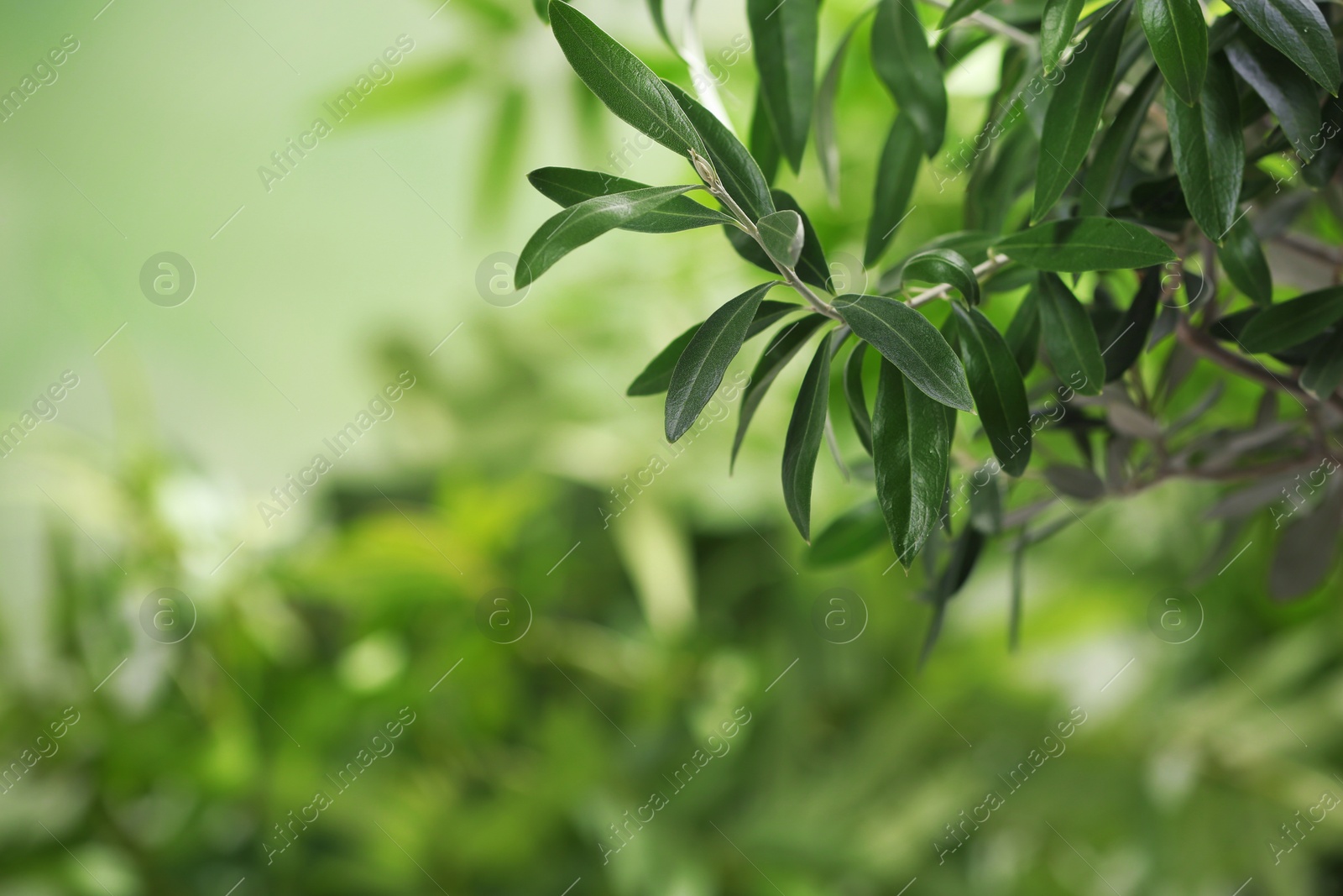 Photo of Twigs with fresh green olive leaves on blurred background. Space for text