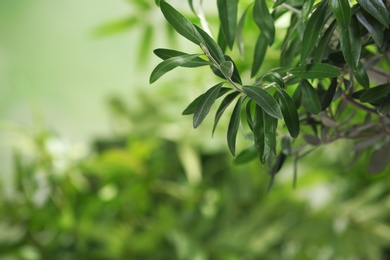 Photo of Twigs with fresh green olive leaves on blurred background. Space for text