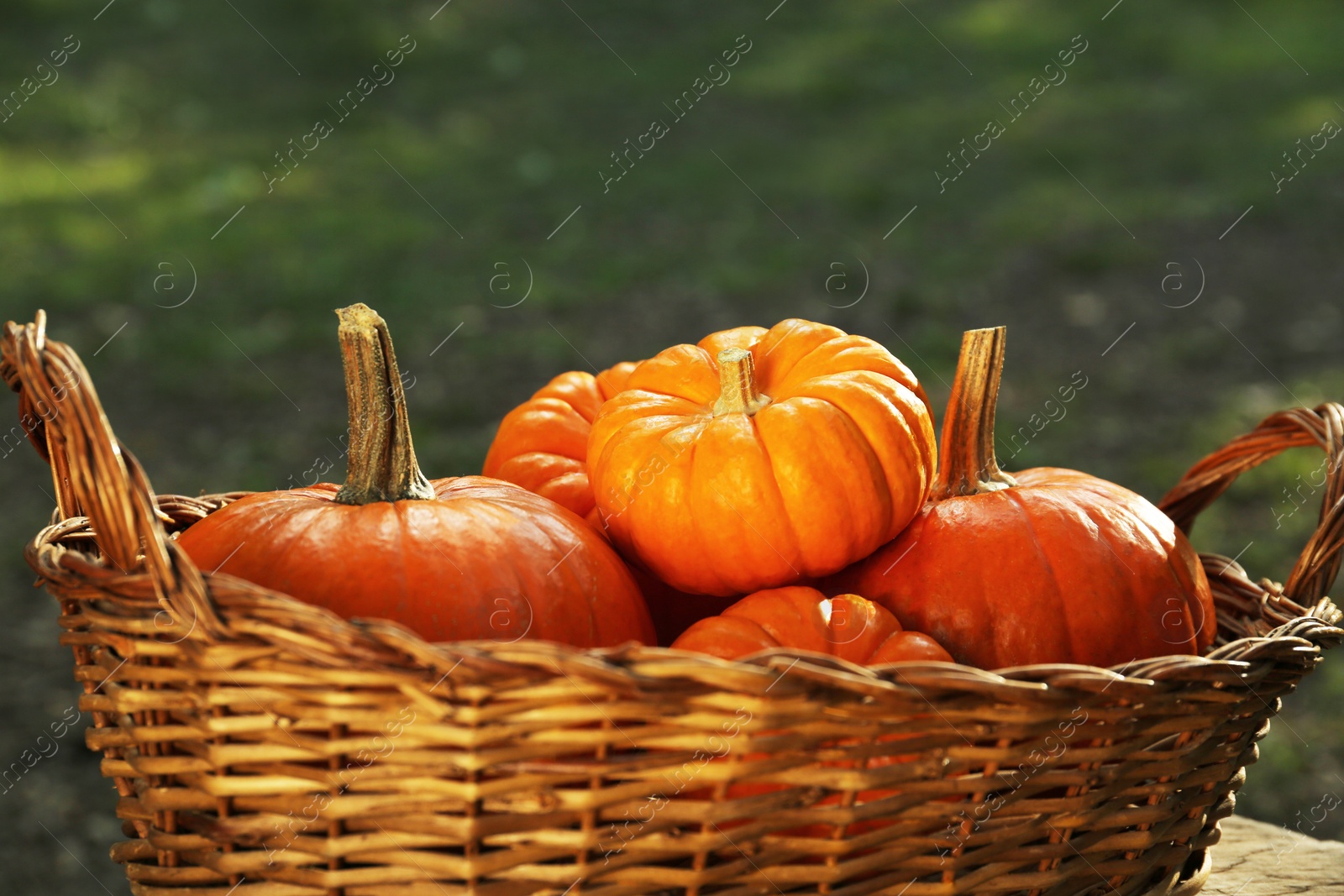 Photo of Many pumpkins in wicker basket outdoors, closeup