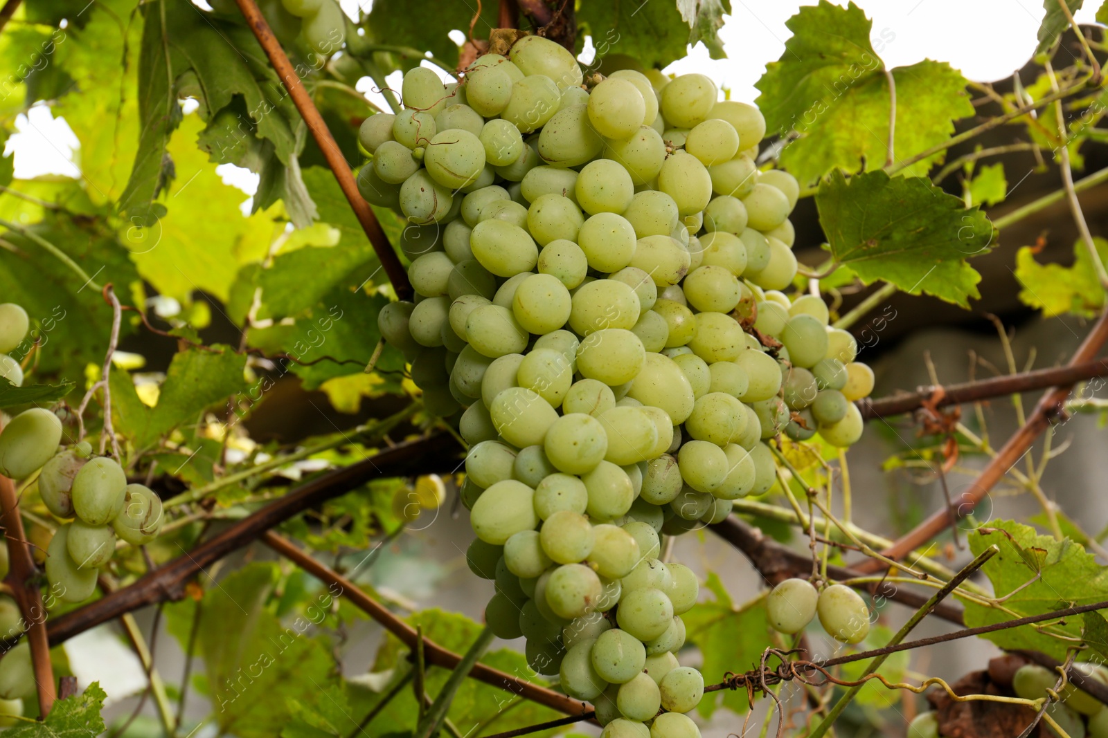 Photo of Delicious green grapes growing in vineyard, closeup