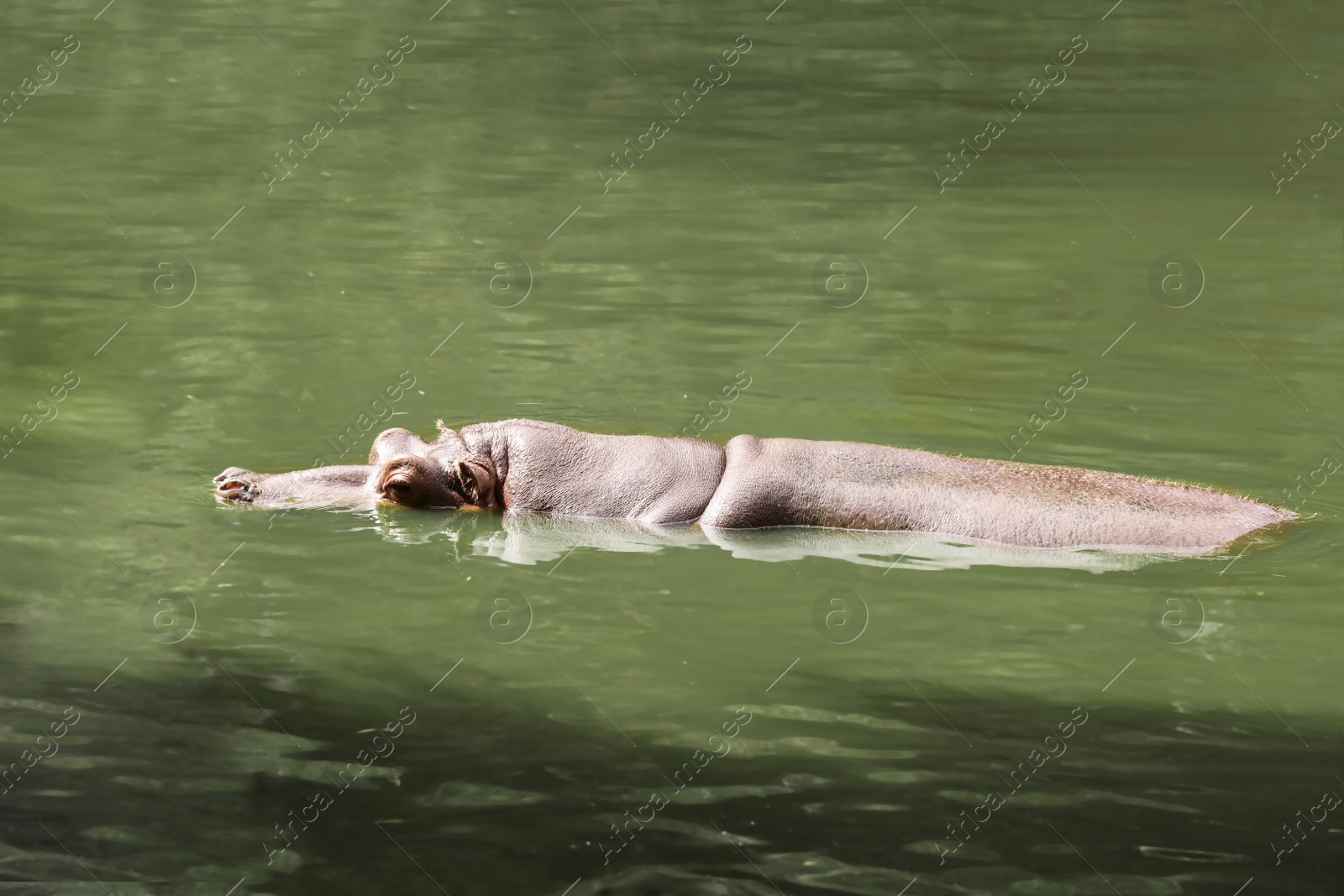 Photo of Big hippopotamus swimming in pond at zoo