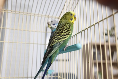 Photo of Beautiful bright parrots in cage indoors. Exotic pets