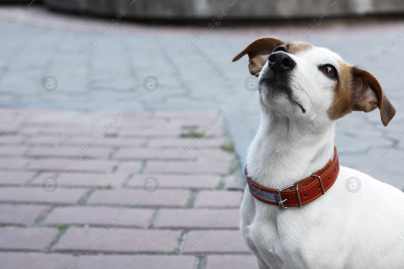Photo of Beautiful Jack Russell Terrier in brown leather dog collar on city street. Space for text