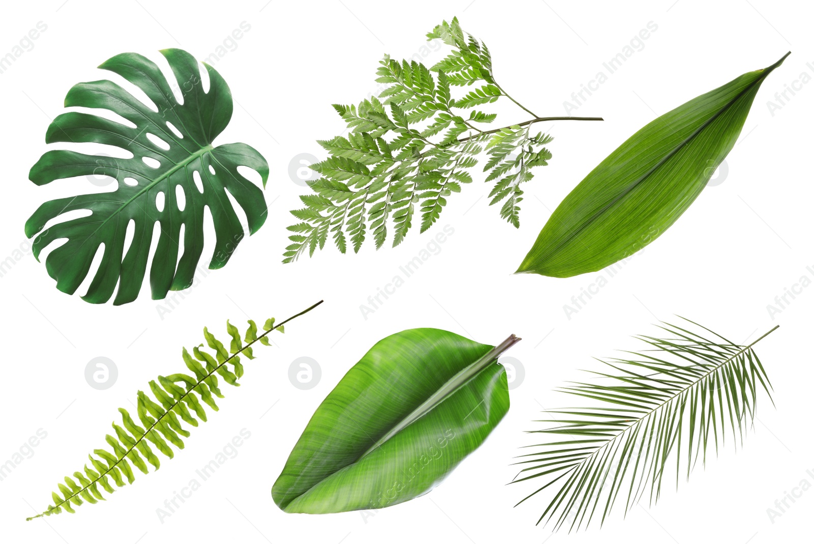 Image of Set with beautiful fern and other tropical leaves on white background 