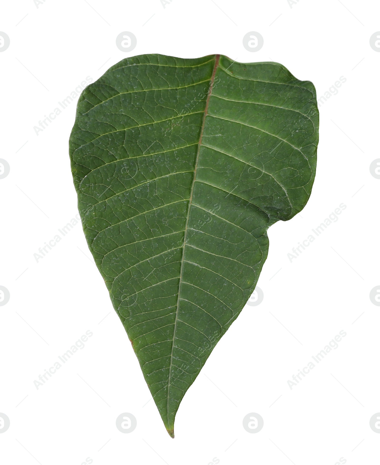 Photo of Leaf of tropical poinsettia plant isolated on white