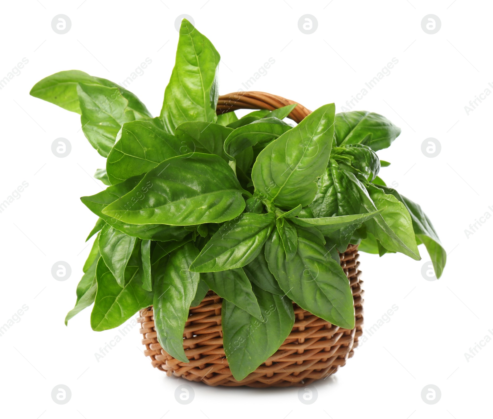 Photo of Lush green basil in wicker basket isolated on white