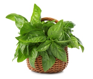 Lush green basil in wicker basket isolated on white