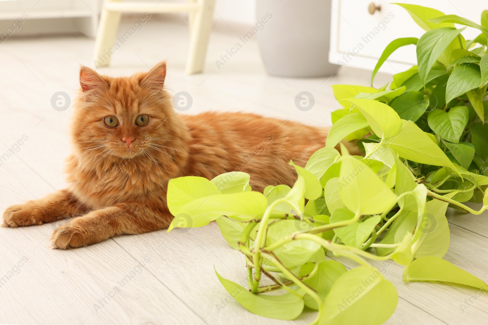 Photo of Adorable cat near green houseplant on floor at home