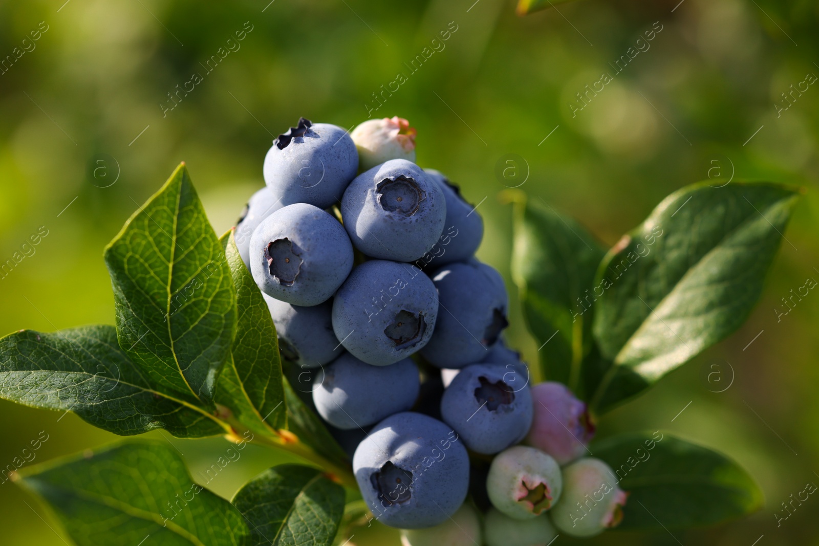 Photo of Wild blueberries growing outdoors, closeup. Seasonal berries