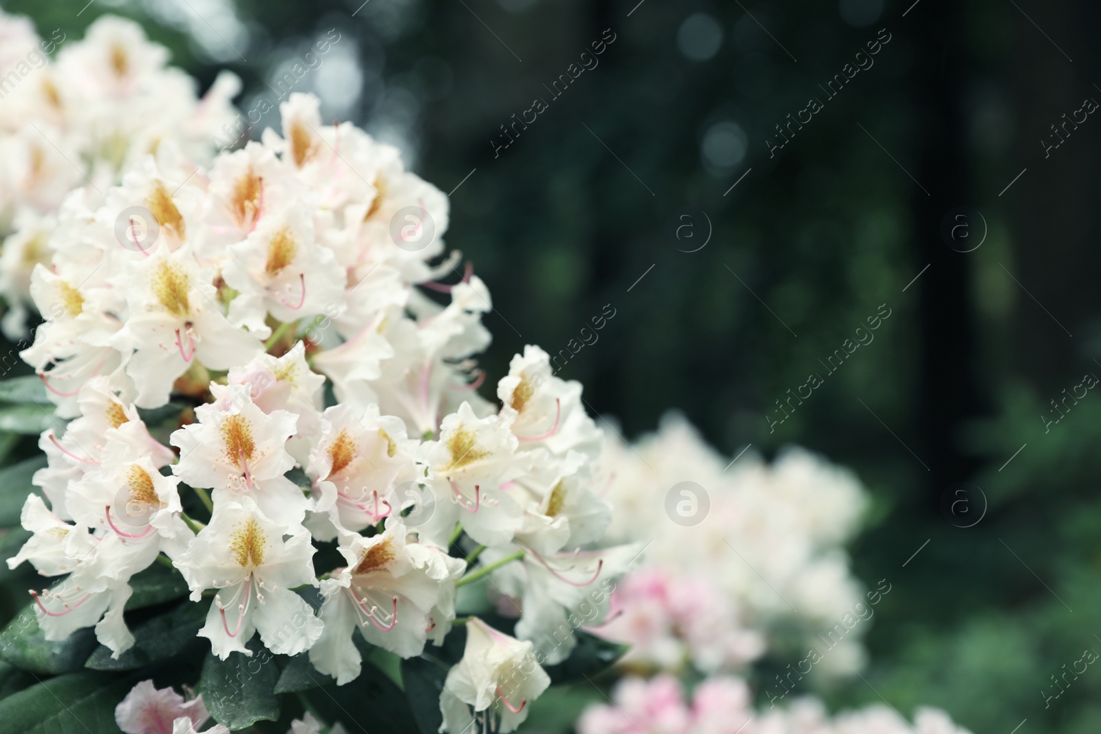 Photo of Beautiful tiny tropical flowers in botanical garden, closeup. Space for text