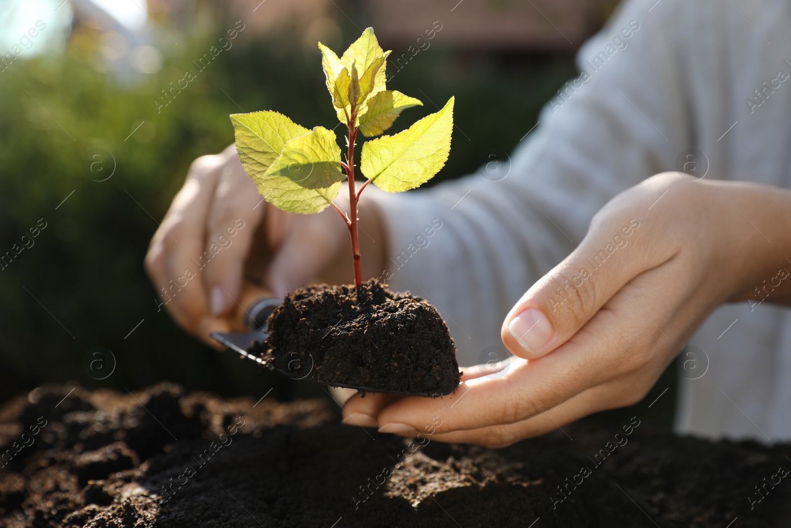 Photo of Woman planting young tree in garden, closeup