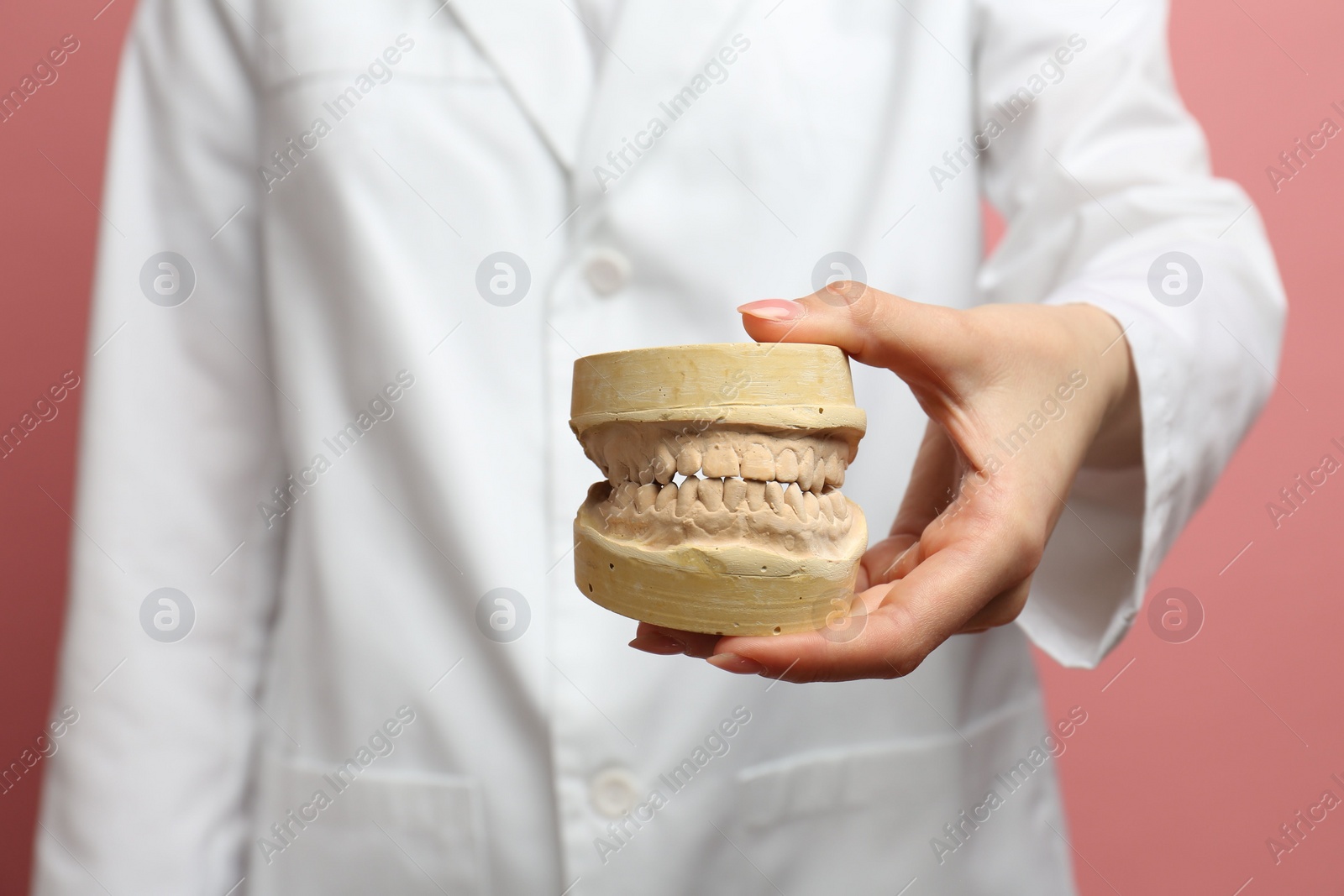 Photo of Doctor holding dental model with jaws on pink background, selective focus. Cast of teeth