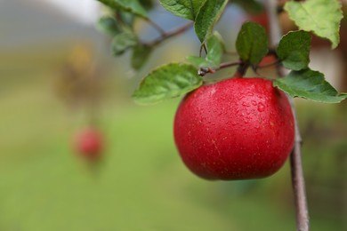 Delicious ripe red apple on tree in garden, space for text