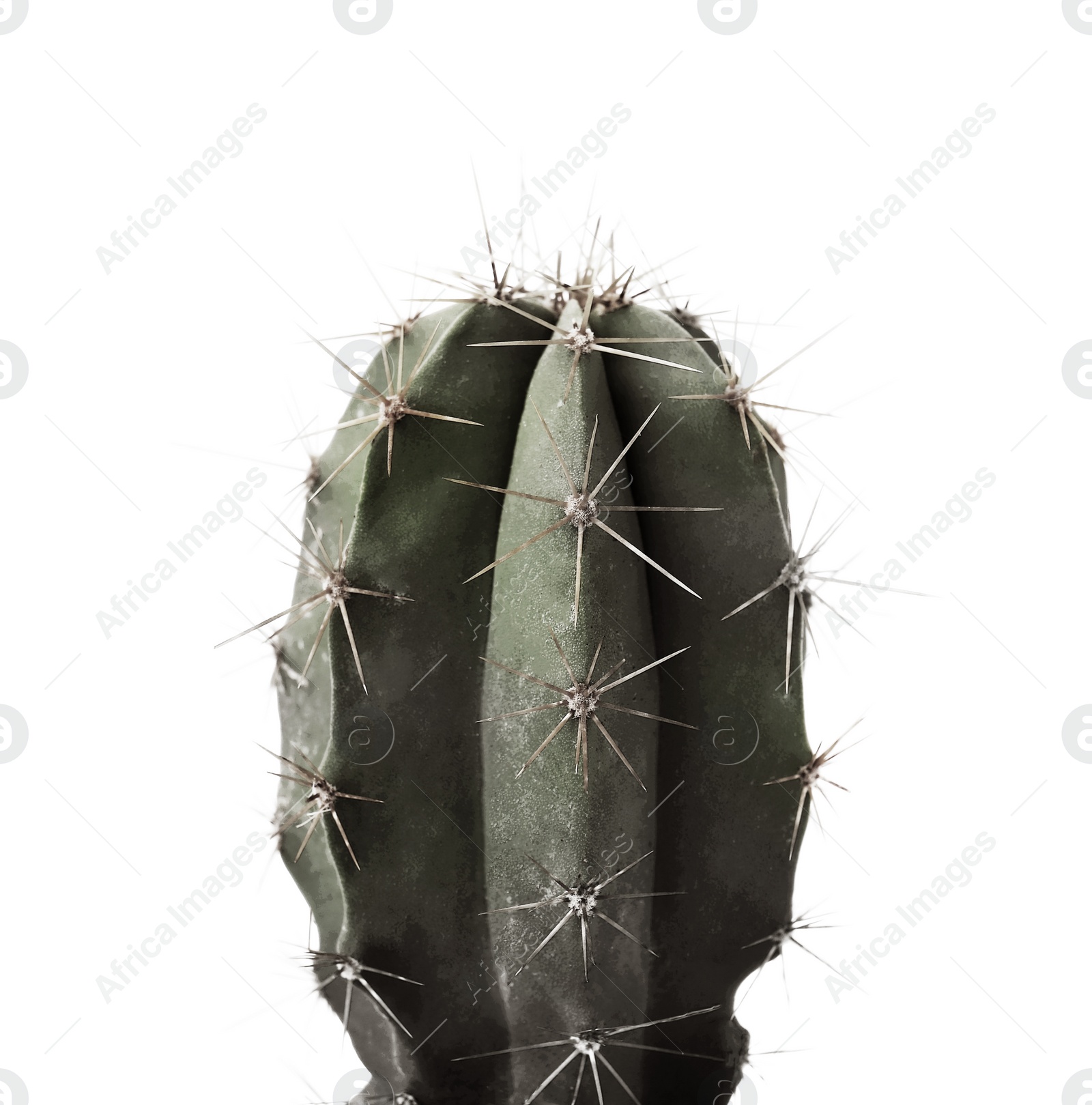 Image of Beautiful cactus isolated on white. Color toned
